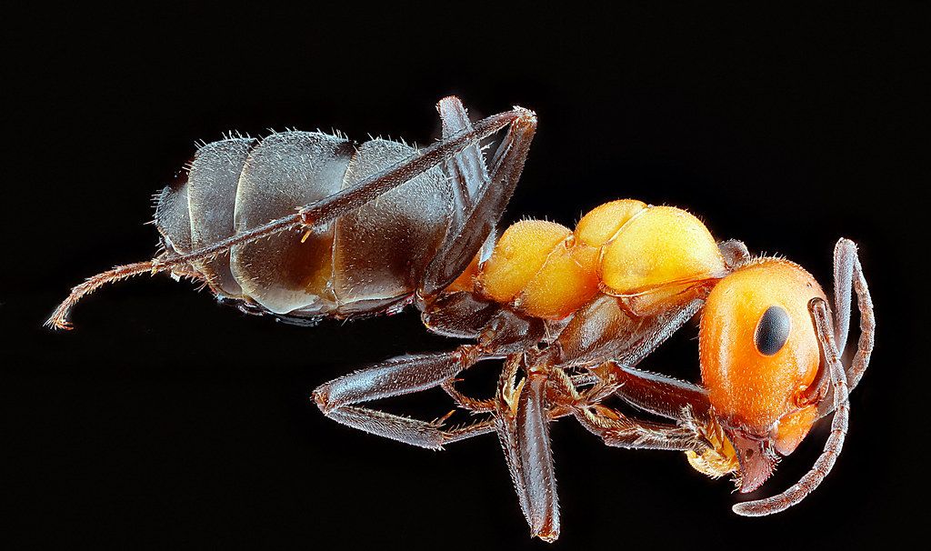 Ant Control service in Indio, CA