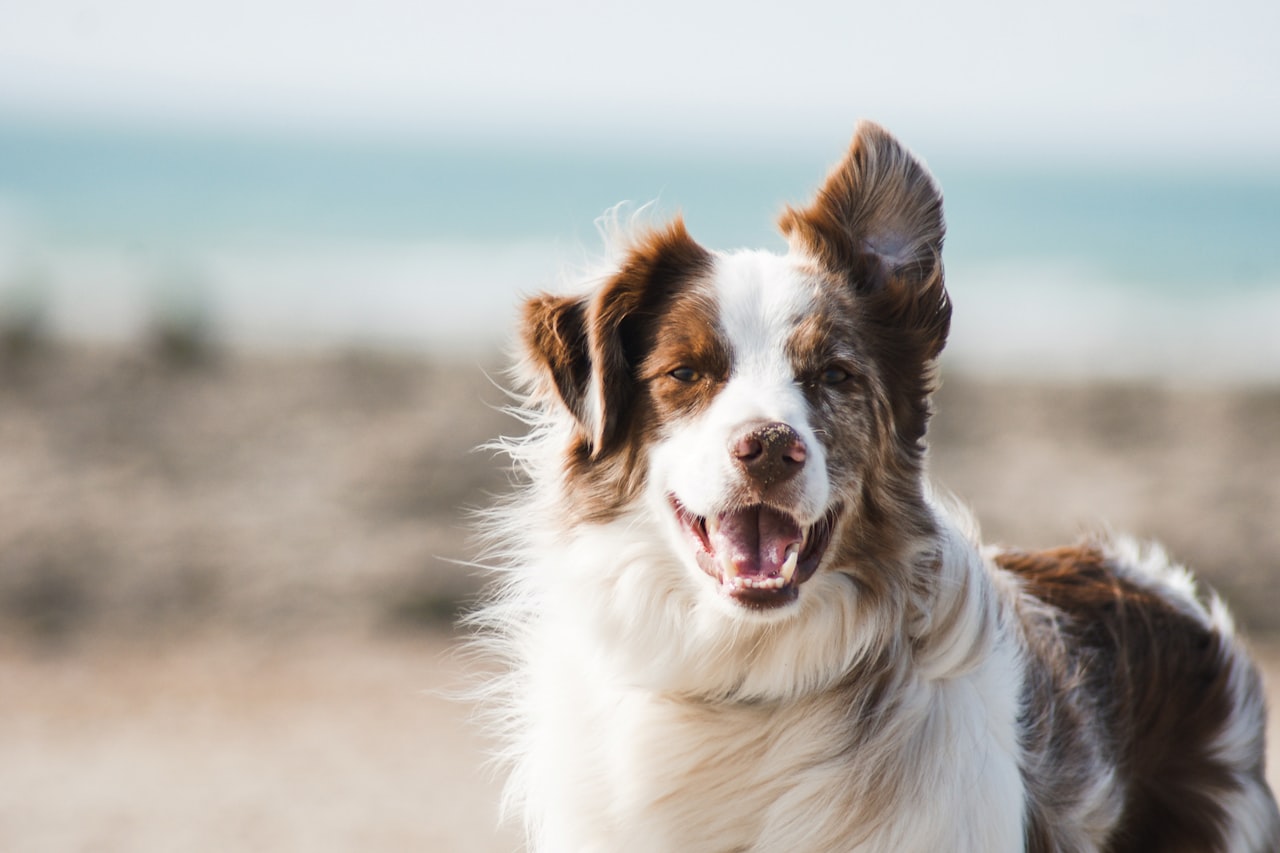 Flea & Tick Control service in Indio, CA