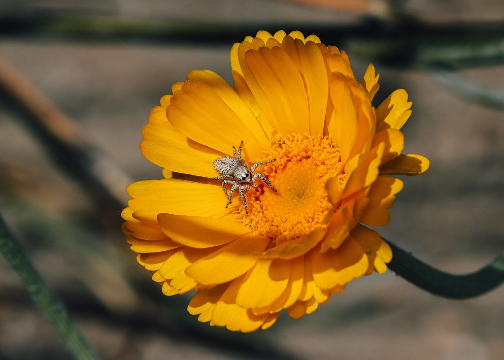 Spider Control service in Indio, CA